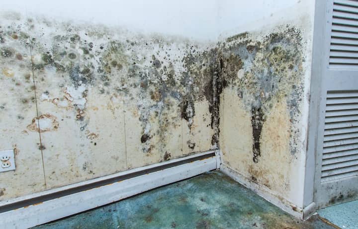residential mold removal experts in Shreveport